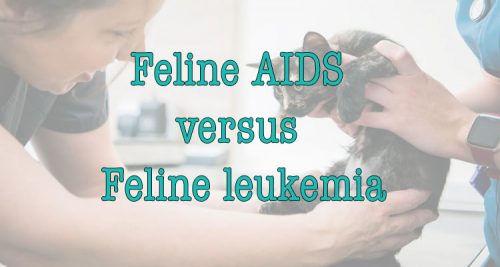 Feline AIDS versus feline leukemia