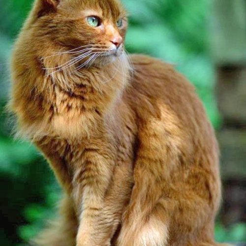 Handsome random bred cat