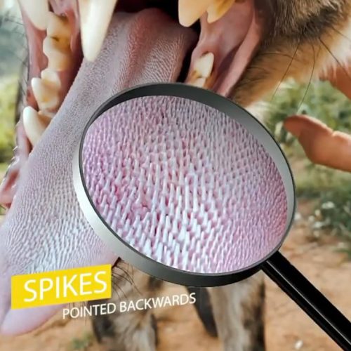 Spotten hyena has a cat's tongue with backward facing spines