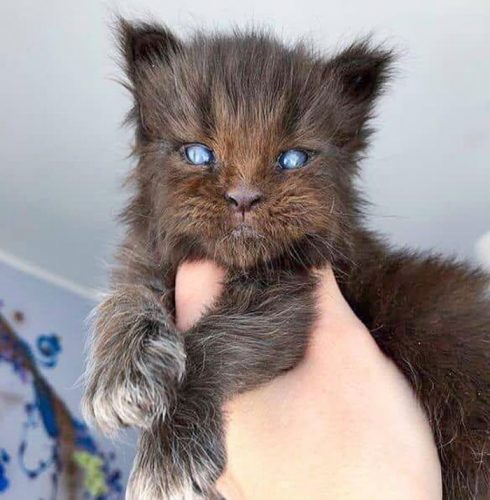 Maine Coon kitten looks like a baby werewolf