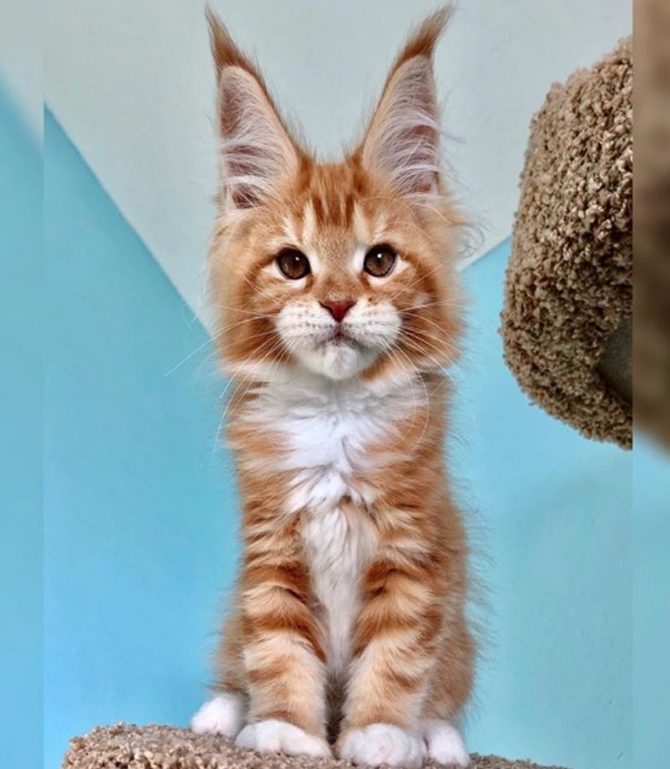 Maine Coon kitten with the tallest biggest ears and lynx tips you'll see