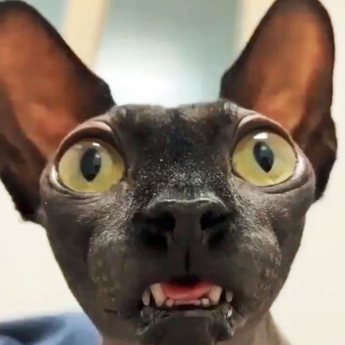 Sphynx cat