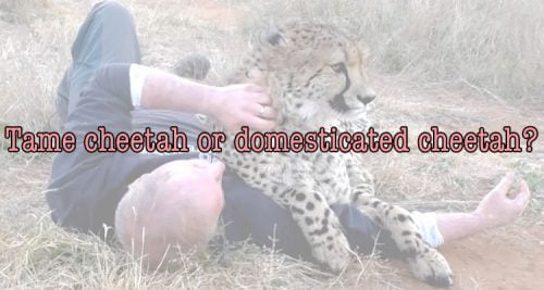 Tame or domesticated cheetah?