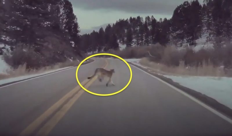Tesla autopilot avoids puma running across road in Montana
