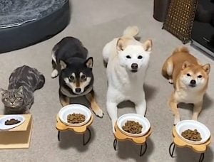 Three dogs and one cat feed in sync
