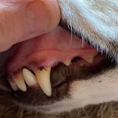 Tick under dog's gums