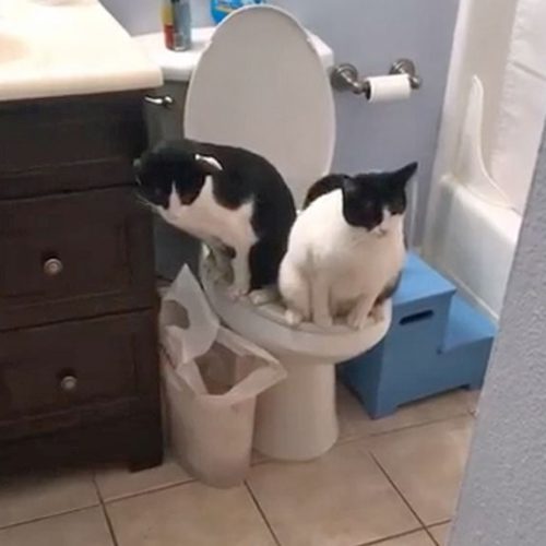 Two cats peeing or pooping on a human toilet at the same time