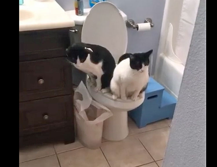 Two cats peeing or pooping on a human toilet at the same time