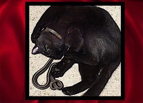 Unimaginable friendship between black cat and black snake