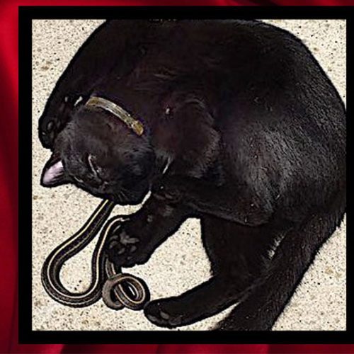 Unimaginable friendship between black cat and black snake