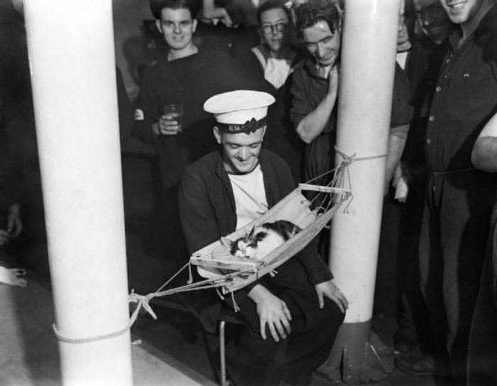 WW2 ship's cat