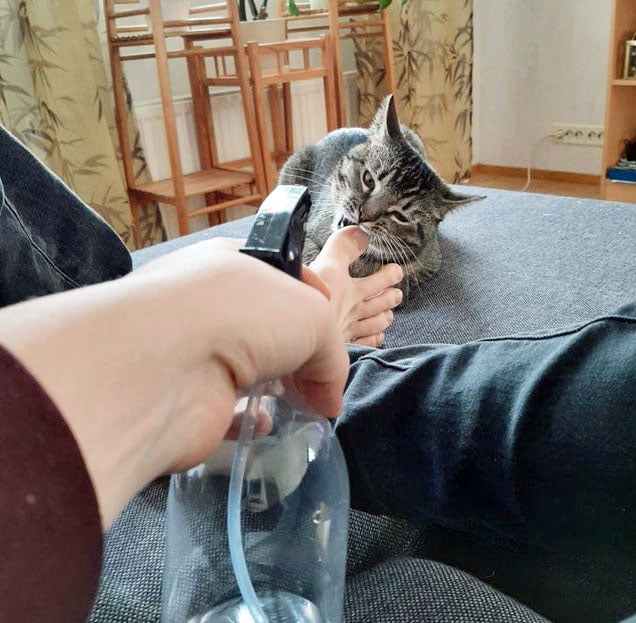 You are f**k*d when your cat is no longer scared of the spray bottle. Photo: Reddit.
