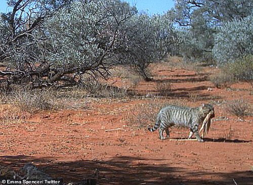 Australian feral cat described as 'enormous'