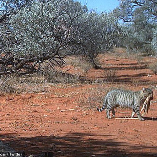 Australian feral cat described as 'enormous'
