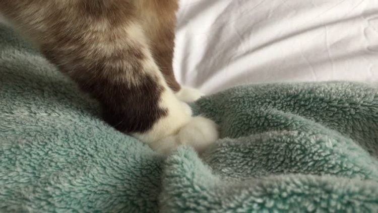 Cat kneading a blanket