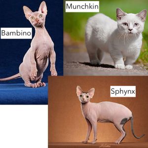 Bambino, Munchkin and Sphynx. The two hairless cats were photographed by Helmi Flick while the Munchkin photo is deemed to be in the public domain.