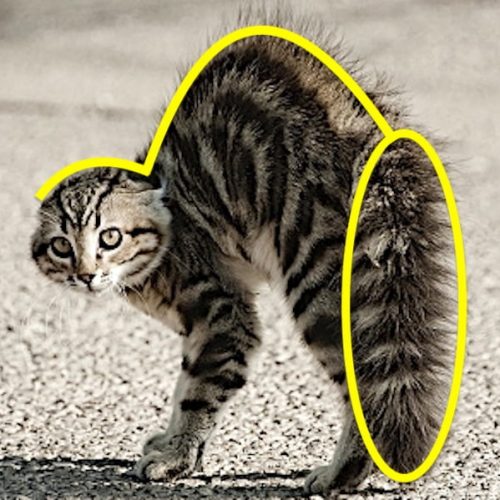 Crab walk cat