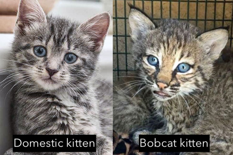 Domestic kitten versus bobcat kitten in appearance