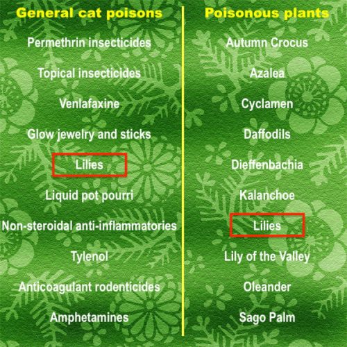 Top ten most poisonous plants