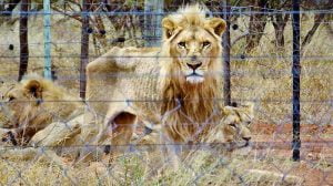 Starving lions in private zoo in Limpopo