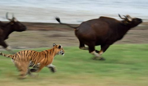 Tiger attacks gaurs