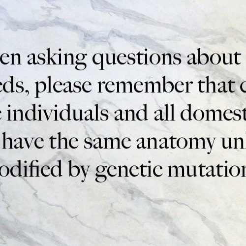 Domestic cats are individuals