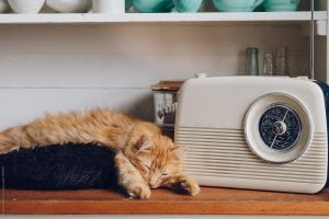 Cat listens to radio