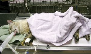 Anesthetised domestic cat