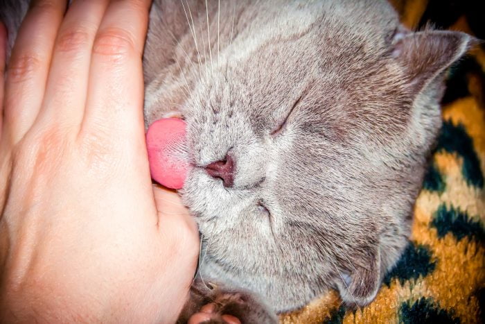 Feline allogrooming of a person's hand