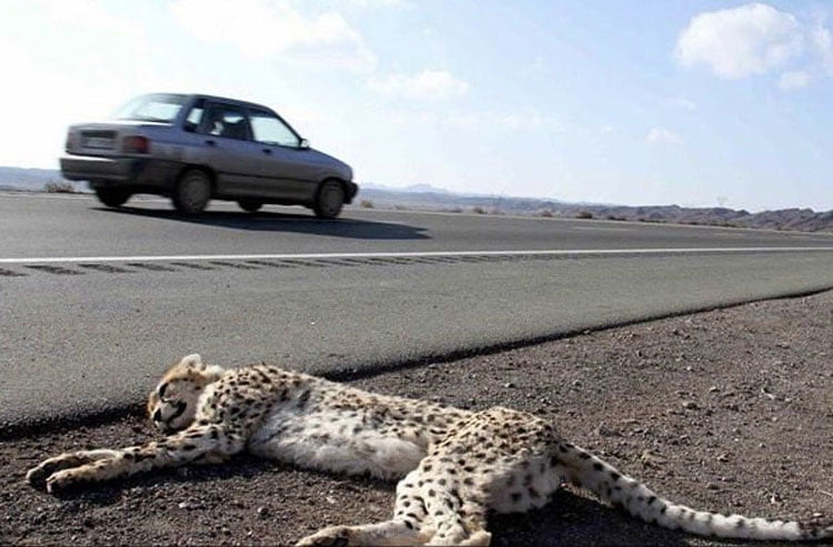 Cheetah road kill - Iran