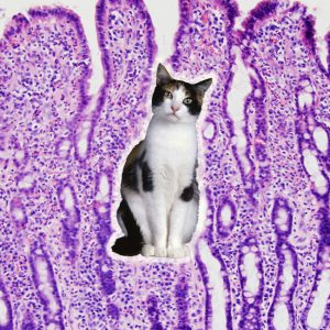 Feline IBD treatment could be a raw diet