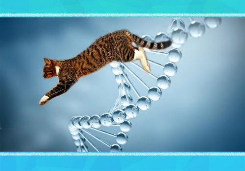 Feline hunting is in their DNA