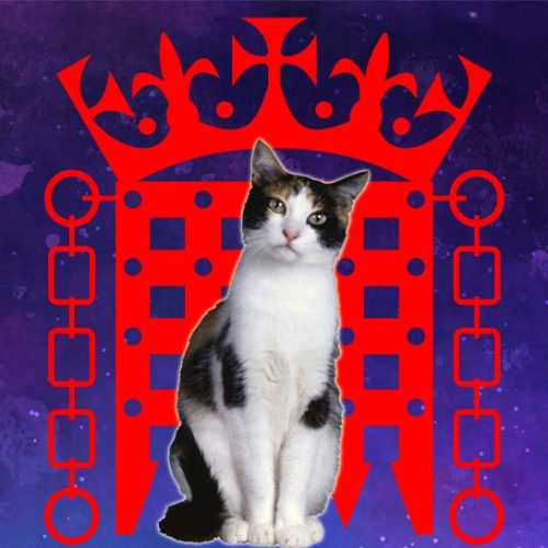 All-Party Parliamentary group on cats