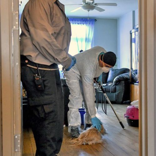 Pet rescue NYC during the Covid-19 crisis