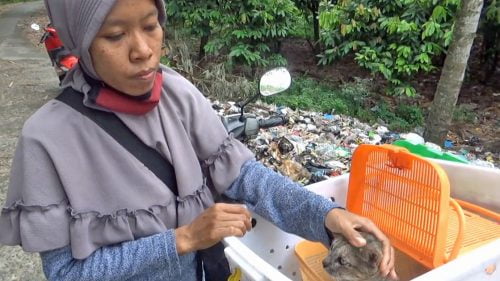 Salmiati a cat rescuer in Indonesia