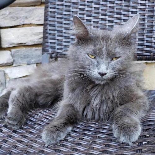 Stray cat decided front porch was her new home
