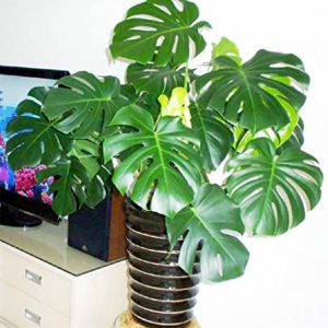 Swiss cheese plant toxic to cats