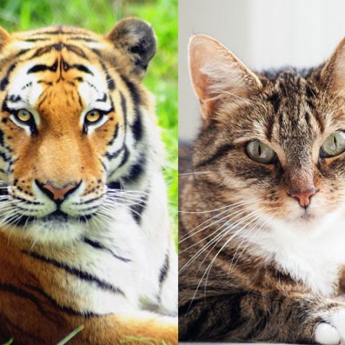 Tiger and domestic cat