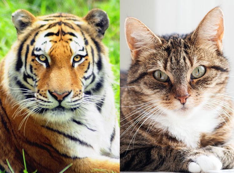 Tiger and domestic cat
