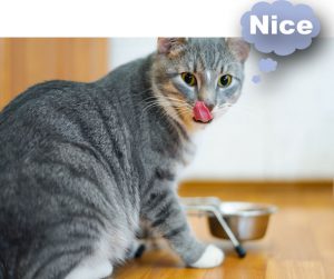 Well fed cats still hunt