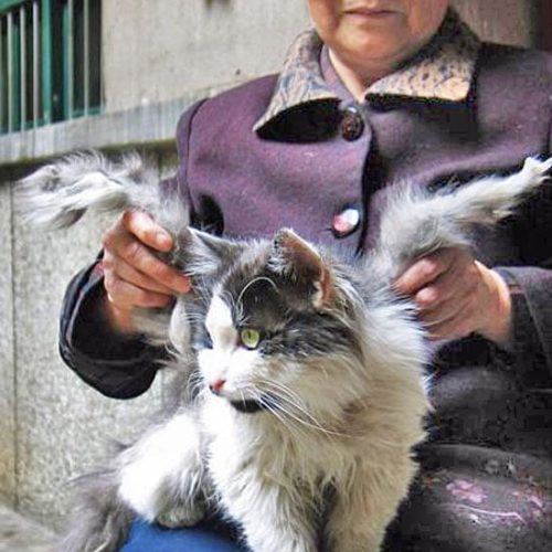 Winged cat in China