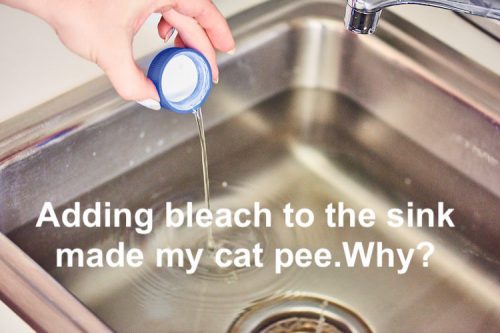 Bleach made my cat pee?