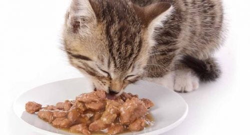 Cat eating wet cat food