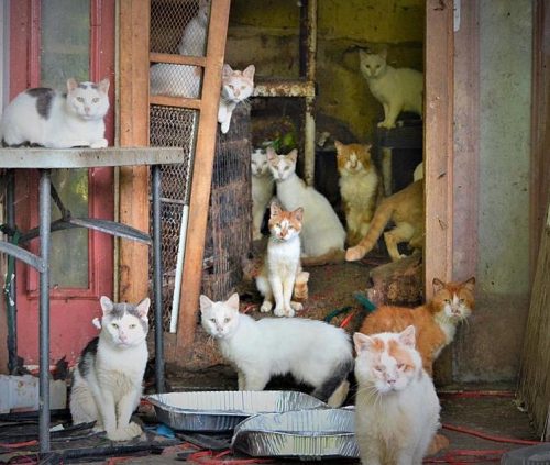 Cat hoarding