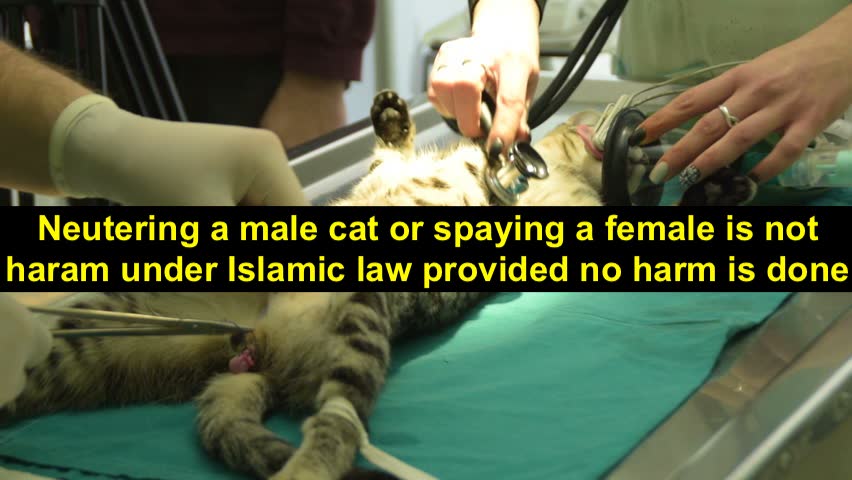 Desexing cats is not haram