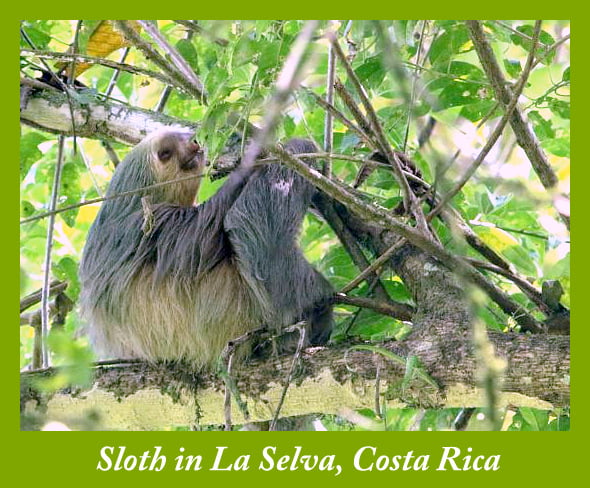 Sloth in La Selva Biological Station & Reserve