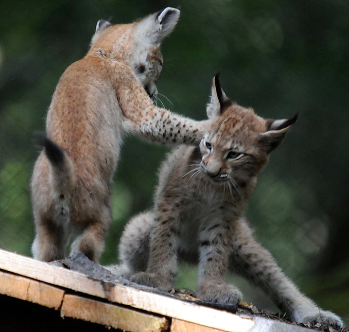 Lynx kittens play-fighting