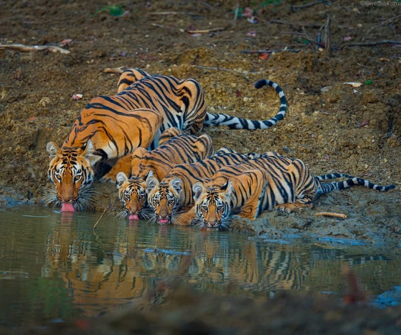 Tigress and her cubs drinking