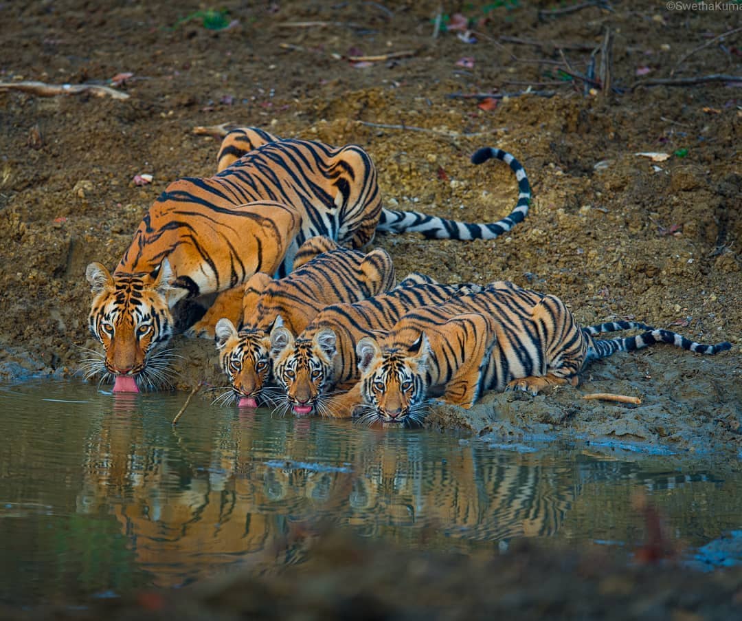 Tigress and her cubs drinking