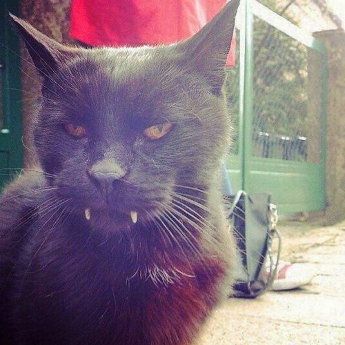 Vampire cat in Poland